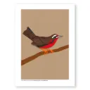Fauna y naturaleza, varias láminas